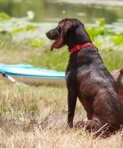 Frisco Outdoor Solid Textured Waterproof Stink Proof PVC Collar, Flamepoint Orange, Medium - Neck: 14½20-in, Width: 3/4-in + Dog Leash, Sunset Orange, Medium - Length: 6-ft, Width: 3/4-in -PetNest Shop 319344 PT4. SY630 V1631141774