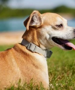 Frisco Outdoor Solid Textured Waterproof Stink Proof PVC Collar, Storm Gray, Extra Small - Neck: 8-12-in, Width: 5/8th-in + Dog Leash, Storm Gray, Small - Length: 6-ft, Width: 5/8-in -PetNest Shop 319348 PT4. SY630 V1631154389