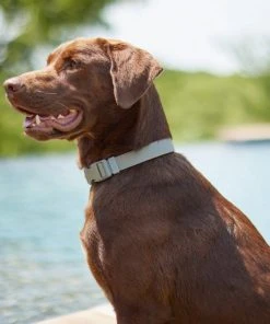 Frisco Outdoor Solid Textured Waterproof Stink Proof PVC Collar, Storm Gray, Medium - Neck: 14½20-in, Width: 3/4-in + Dog Leash, Storm Gray, Medium - Length: 6-ft, Width: 3/4-in -PetNest Shop 319352 PT4. SY630 V1631160411