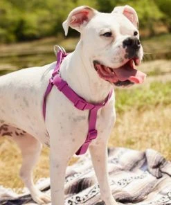 Frisco Outdoor Solid Textured Waterproof Stink Proof PVC Harness, Boysenberry Purple, Large, Neck: 19 to 27-in, Girth: 23 to 36-in + Dog Leash, Boysenberry Purple, Large - Length: 6-ft, Width: 1-in -PetNest Shop 319356 PT4. SY630 V1631146580