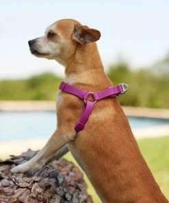 Frisco Outdoor Solid Textured Waterproof Stink Proof PVC Harness, Boysenberry Purple, Small, Neck: 14 to 19-in, Girth: 16 to 23-in + Dog Leash, Boysenberry Purple, Small - Length: 6-ft, Width: 5/8-in -PetNest Shop 319360 PT4. SY630 V1631159207