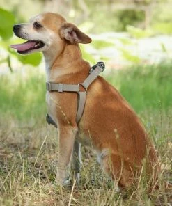 Frisco Outdoor Solid Textured Waterproof Stink Proof PVC Harness, Storm Gray, Small, Neck: 14 to 19-in, Girth: 16 to 23-in + Dog Leash, Storm Gray, Small - Length: 6-ft, Width: 5/8-in -PetNest Shop 319368 PT5. SY630 V1631155002