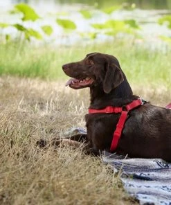 Frisco Outdoor Solid Textured Waterproof Stink Proof PVC Harness, Sunset Orage, Large, Neck: 19 to 27-in, Girth: 23 to 36-in + Dog Leash, Sunset Orange, LG - Length: 6-ft, Width: 1-in 16 Frisco Outdoor Solid Textured Waterproof Stink Proof PVC Harness, Sunset Orage, Large, Neck: 19 to 27-in, Girth: 23 to 36-in + Dog Leash, Sunset Orange, LG - Length: 6-ft, Width: 1-in -PetNest Shop 319372 PT5. SY630 V1631149311
