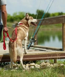 Frisco Outdoor Solid Textured Waterproof Stink Proof PVC Harness, Sunset Orage, Large, Neck: 19 to 27-in, Girth: 23 to 36-in + Dog Leash, Sunset Orange, LG - Length: 6-ft, Width: 1-in 19 Frisco Outdoor Solid Textured Waterproof Stink Proof PVC Harness, Sunset Orage, Large, Neck: 19 to 27-in, Girth: 23 to 36-in + Dog Leash, Sunset Orange, LG - Length: 6-ft, Width: 1-in -PetNest Shop 319372 PT8. SY630 V1631155599