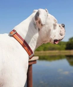 Frisco Outdoor Two Tone Waterproof Stinkproof PVC Harness, Flamepoint Orange, Medium, Neck: 16 to 22-in, Girth: 19 to 29-in + Dog Collar, Flamepoint Orange, Medium - Neck: 14½-20-in, Width: 3/4-in -PetNest Shop 319382 PT8. SY630 V1631139996