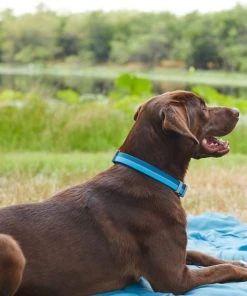 Frisco Outdoor Two Tone Waterproof Stinkproof PVC Harness, River Blue, Medium, Neck: 16 to 22-in, Girth: 19 to 29-in + Dog Collar, River Blue, Medium - Neck: 14½-20-in, Width: 3/4-in 19 Frisco Outdoor Two Tone Waterproof Stinkproof PVC Harness, River Blue, Medium, Neck: 16 to 22-in, Girth: 19 to 29-in + Dog Collar, River Blue, Medium - Neck: 14½-20-in, Width: 3/4-in -PetNest Shop 319392 PT8. SY630 V1631156488