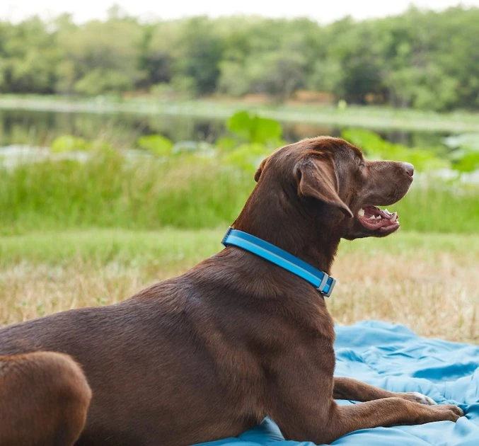 Frisco Outdoor Two Tone Waterproof Stinkproof PVC Harness, River Blue, Medium, Neck: 16 to 22-in, Girth: 19 to 29-in + Dog Collar, River Blue, Medium - Neck: 14½-20-in, Width: 3/4-in 11 Frisco Outdoor Two Tone Waterproof Stinkproof PVC Harness, River Blue, Medium, Neck: 16 to 22-in, Girth: 19 to 29-in + Dog Collar, River Blue, Medium - Neck: 14½-20-in, Width: 3/4-in - Image 9