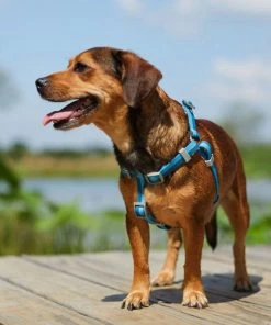 Frisco Outdoor Two Tone Waterproof Stinkproof PVC Harness, River Blue, Small, Neck: 14 to 19-in, Girth: 16 to 23-in + Dog Collar, River Blue, Small - Neck: 10½-14-in, Width: 5/8-in -PetNest Shop 319394 PT4. SY630 V1631156200