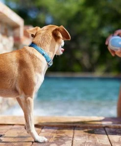 Frisco Outdoor Two Tone Waterproof Stinkproof PVC Harness, River Blue, Small, Neck: 14 to 19-in, Girth: 16 to 23-in + Dog Collar, River Blue, Small - Neck: 10½-14-in, Width: 5/8-in -PetNest Shop 319394 PT8. SY630 V1631159195