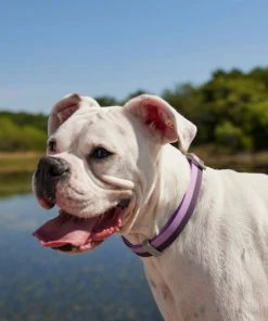 Frisco Outdoor Two Tone Waterproof Stinkproof PVC Harness, Shadow Purple, Medium, Neck: 16 to 22-in, Girth: 19 to 29-in + Dog Collar, Boysenberry Purple, Medium - Neck: 14½-20-in, Width: 3/4-in 19 Frisco Outdoor Two Tone Waterproof Stinkproof PVC Harness, Shadow Purple, Medium, Neck: 16 to 22-in, Girth: 19 to 29-in + Dog Collar, Boysenberry Purple, Medium - Neck: 14½-20-in, Width: 3/4-in -PetNest Shop 319402 PT8. SY630 V1631138182