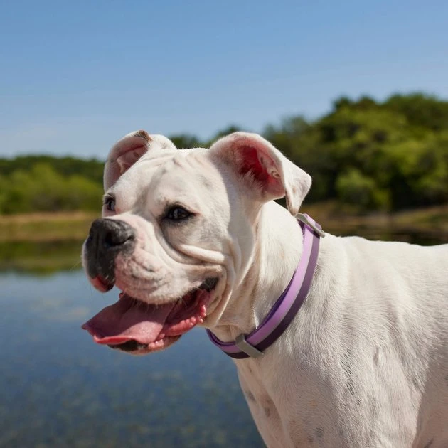 Frisco Outdoor Two Tone Waterproof Stinkproof PVC Harness, Shadow Purple, Medium, Neck: 16 to 22-in, Girth: 19 to 29-in + Dog Collar, Boysenberry Purple, Medium - Neck: 14½-20-in, Width: 3/4-in 11 Frisco Outdoor Two Tone Waterproof Stinkproof PVC Harness, Shadow Purple, Medium, Neck: 16 to 22-in, Girth: 19 to 29-in + Dog Collar, Boysenberry Purple, Medium - Neck: 14½-20-in, Width: 3/4-in - Image 9