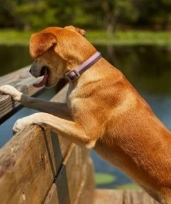 Frisco Outdoor Two Tone Waterproof Stinkproof PVC Harness, Shadow Purple, Small, Neck: 14 to 19-in, Girth: 16 to 23-in + Dog Collar, Boysenberry Purple, Small - Neck: 10½-14-in, Width: 5/8-in -PetNest Shop 319404 PT8. SY630 V1631157698