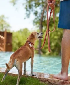 Frisco Outdoor Two Toned Waterproof Stink Proof PVC Collar, Flamepoint Orange, Large, Neck: 18 ½ 26-in, Width: 1-in + Dog Leash, Sunset Orange, Large - Length: 6-ft, Width: 1-in -PetNest Shop 319420 PT7. SY630 V1631156172