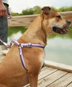 Frisco Outdoor Two Toned Waterproof Stink Proof PVC Leash, Boysenberry Purple, Large - Length: 6-ft, Width: 1-in + Dog Harness, Shadow Purple, Large, Neck: 19 to 27-in, Girth: 23 to 36-in -PetNest Shop 319434 PT8. SY630 V1631161285