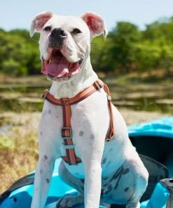 Frisco Outdoor Two Toned Waterproof Stink Proof PVC Leash, Sunset Orange, Large - Length: 6-ft, Width: 1-in + Dog Harness, Flamepoint Orange, Large, Neck: 19 to 27-in, Girth: 23 to 36-in -PetNest Shop 319446 PT8. SY630 V1631144472