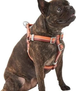 Frisco Outdoor Two Toned Waterproof Stink Proof PVC Leash, Sunset Orange, Medium - Length: 6-ft, Width: 3/4-in + Dog Harness, Flamepoint Orange, Medium, Neck: 16 to 22-in, Girth: 19 to 29-in -PetNest Shop 319448 PT5. SY630 V1631146290