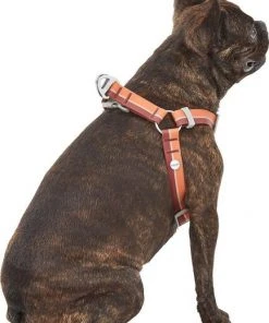 Frisco Outdoor Two Toned Waterproof Stink Proof PVC Leash, Sunset Orange, Medium - Length: 6-ft, Width: 3/4-in + Dog Harness, Flamepoint Orange, Medium, Neck: 16 to 22-in, Girth: 19 to 29-in -PetNest Shop 319448 PT6. SY630 V1631152279