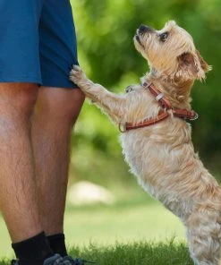 Frisco Outdoor Two Toned Waterproof Stink Proof PVC Leash, Sunset Orange, Medium - Length: 6-ft, Width: 3/4-in + Dog Harness, Flamepoint Orange, Medium, Neck: 16 to 22-in, Girth: 19 to 29-in -PetNest Shop 319448 PT8. SY630 V1631145975