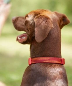 Frisco Outdoor Woven Jacquard Nylon Dog Collar, Flamepoint Orange, Large, Neck: 18 -26-in, Width: 1-in + Ultra Reflective Rope Leash With Padded Handle, Sunset Orange, 6 - ft -PetNest Shop 319462 PT4. SY630 V1631142997