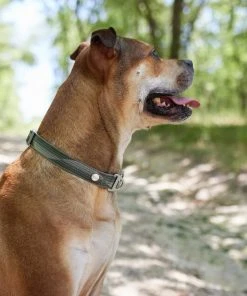 Frisco Outdoor Woven Jacquard Nylon Dog Collar, Forest Green, Large, Neck: 18 -26-in, Width: 1-in + Ultra Reflective Rope Leash With Padded Handle, Stone Gray, 6 - ft -PetNest Shop 319470 PT4. SY630 V1631147489