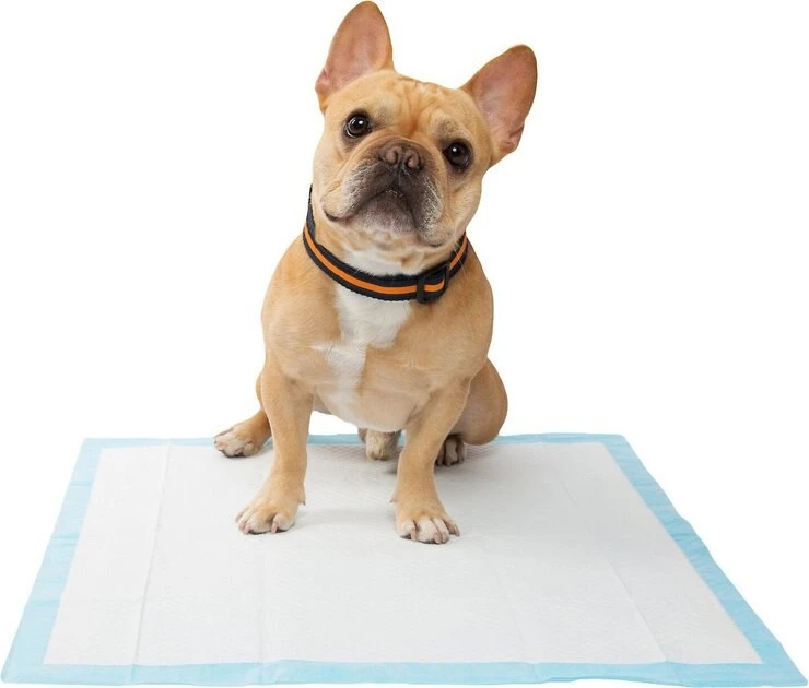 Frisco Training Pad Holder, 24-in x 24-in + Dog Training & Potty Pads, 22 x 23-in, 100 count, Unscented 11 Frisco Training Pad Holder, 24-in x 24-in + Dog Training & Potty Pads, 22 x 23-in, 100 count, Unscented - Image 9