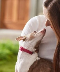 Frisco Jacquard Webbing Dog Collar -PetNest Shop 324415 PT8. SY630 V1642195213