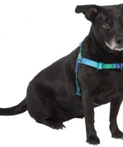 Frisco Green Ombre Style Dog Harness 9 Frisco Green Ombre Style Dog Harness -PetNest Shop 324531 PT2. SY630 V1642519055