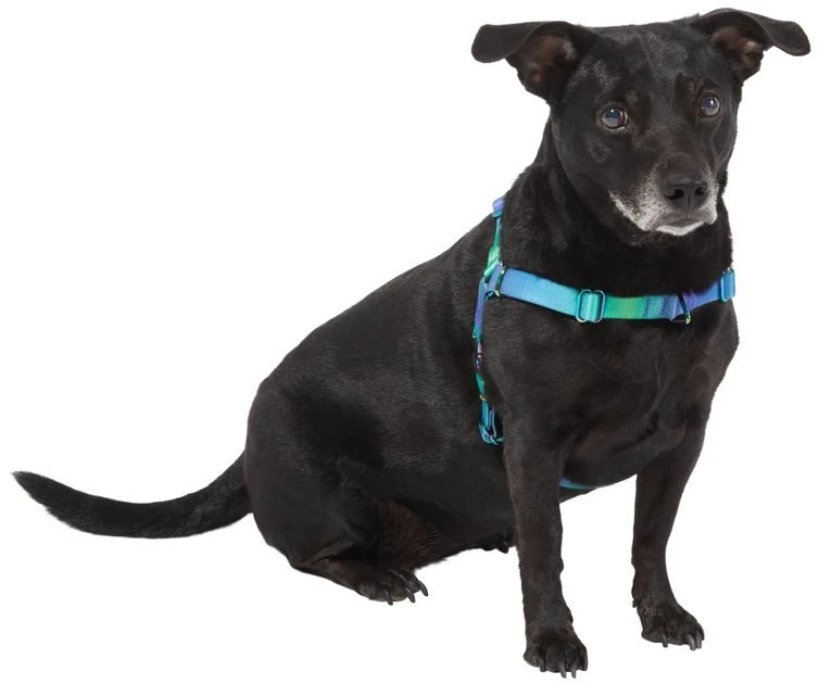 Frisco Green Ombre Style Dog Harness 5 Frisco Green Ombre Style Dog Harness - Image 3