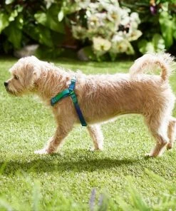 Frisco Green Ombre Style Dog Harness 11 Frisco Green Ombre Style Dog Harness -PetNest Shop 324531 PT4. SY630 V1642519509