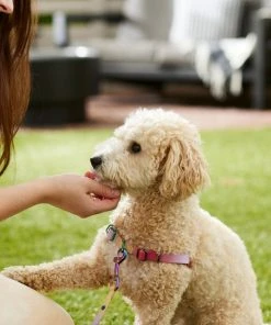 Frisco Pink Ombre Style Dog Harness -PetNest Shop 324536 PT4. SY630 V1642519596