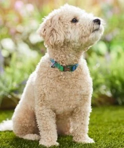 Frisco Green Ombre Style Dog Collar 10 Frisco Green Ombre Style Dog Collar -PetNest Shop 324546 PT3. SY630 V1642519468