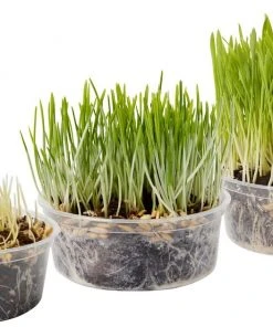 Frisco Natural Cat Grass Growing Kit -PetNest Shop 325885 PT4. SY630 V1640626938