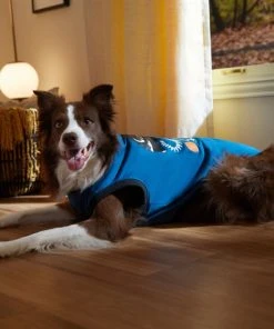 Frisco Dino Skeleton Dog & Cat T-Shirt -PetNest Shop 334881 PT7. SY630 V1657718232