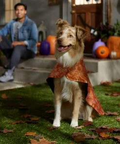 Frisco Spider Webbed Dog & Cat Costume Cape -PetNest Shop 334972 PT6. SY630 V1657729812