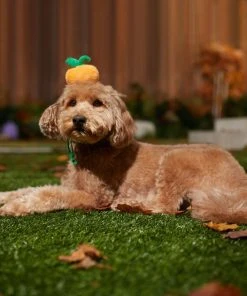 Frisco Pumpkin Headband Dog & Cat Costume Accessory -PetNest Shop 335090 PT6. SY630 V1657731261