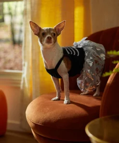 Frisco Silver Metallic Skull Dog & Cat Dress -PetNest Shop 335153 PT7. SY630 V1657719483