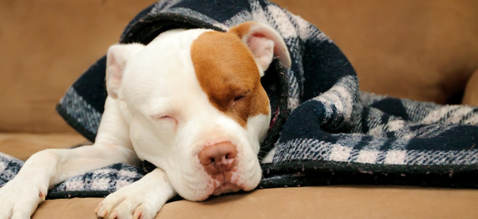 Gazebo Parts Direct Sales Store -PetNest Shop Dingtalk 20240603152249